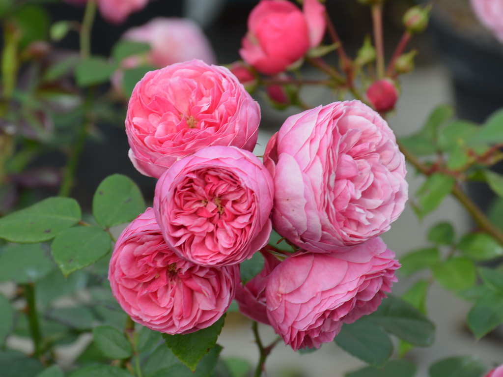 Роза флорибунда `Pomponella`® MARCHENROSEN